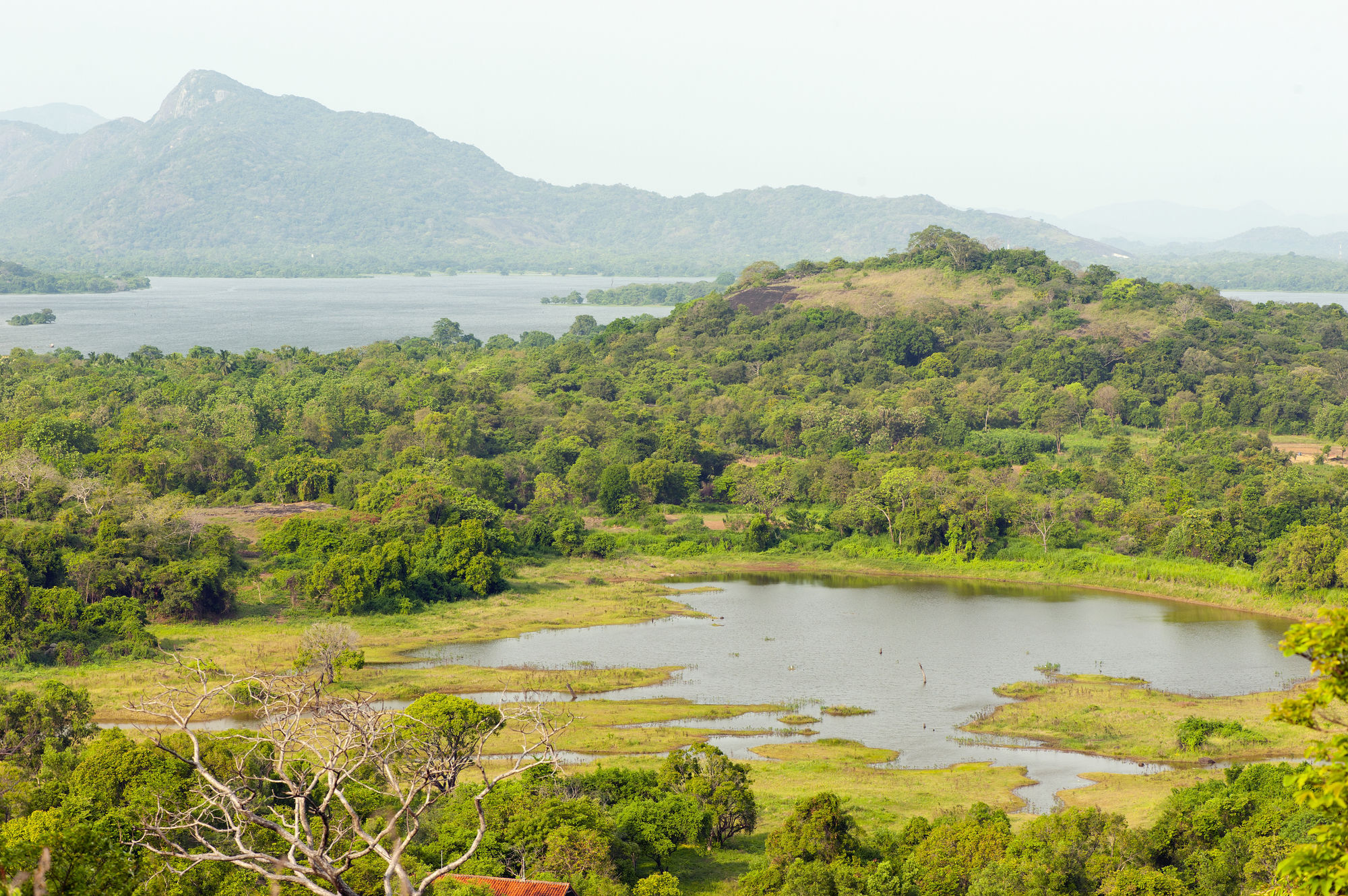 Wild Grass Nature Resort Sigiriya Exterior foto